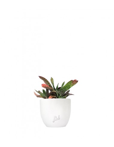 Gasteria bicolor