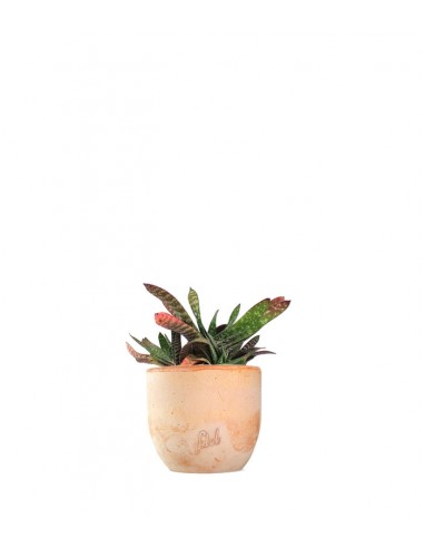 Gasteria bicolor