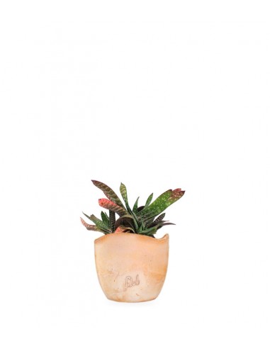 Gasteria bicolor