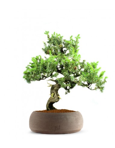 Ginepro Rigida