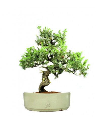 Ginepro Rigida