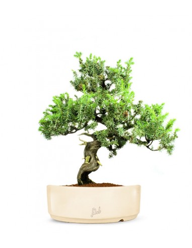 Ginepro Rigida