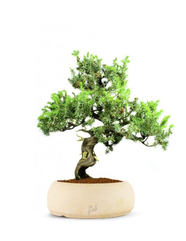 Ginepro Rigida