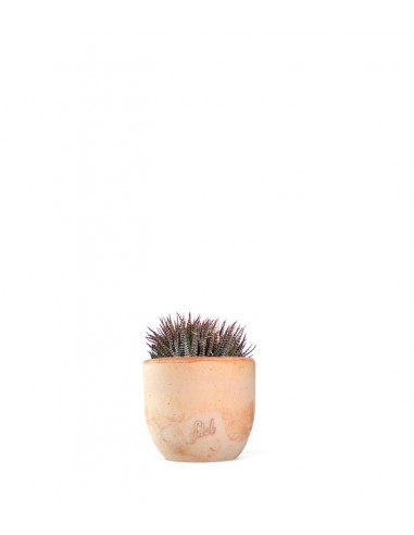 Haworthia fasciata