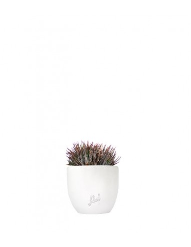 Haworthia fasciata