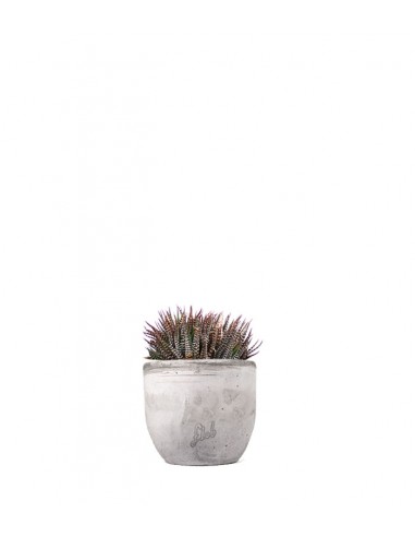 Haworthia fasciata