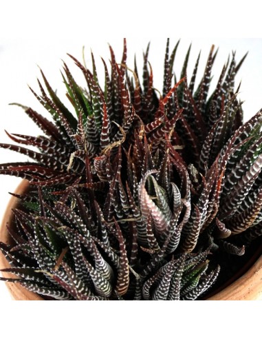 Haworthia fasciata