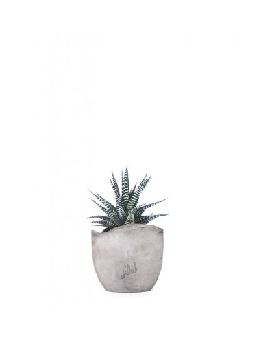 Haworthia fasciata zebra