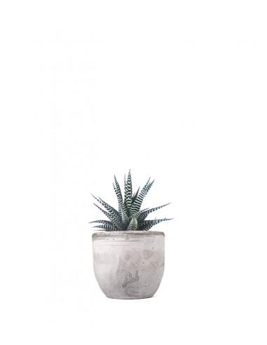Haworthia fasciata zebra