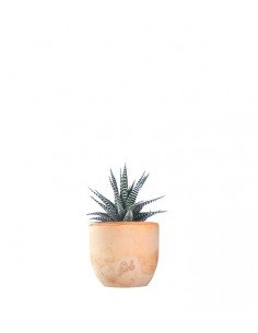 Haworthia fasciata zebra 2