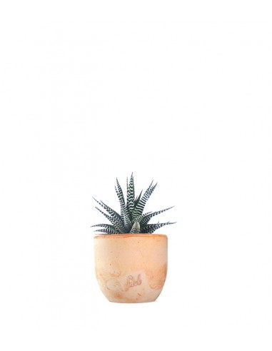 Haworthia fasciata zebra