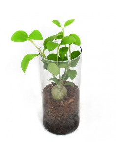 Hydnophytum treasure 2