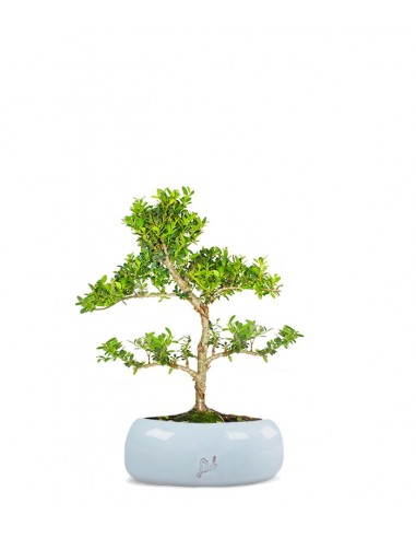 Ilex Crenata Bonsai