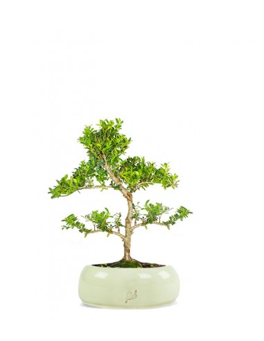 Ilex Crenata Bonsai