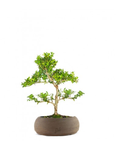 Ilex Crenata Bonsai