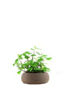 Incenso variegato