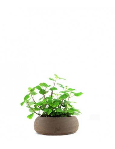 Incenso variegato