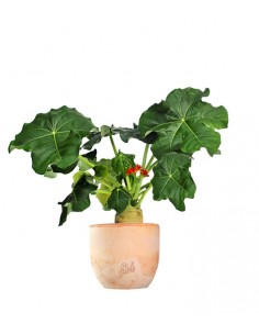 Jatropha podagrica