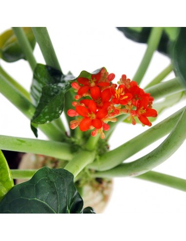 Jatropha podagrica