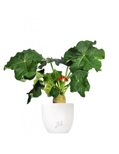Jatropha podagrica
