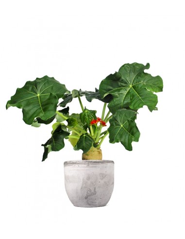 Jatropha podagrica