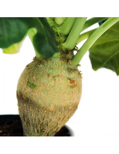 Jatropha podagrica
