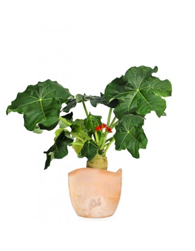 Jatropha podagrica