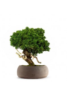 Juniperus chinensis Itoigawa