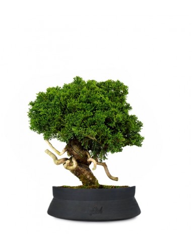 Juniperus chinensis Itoigawa