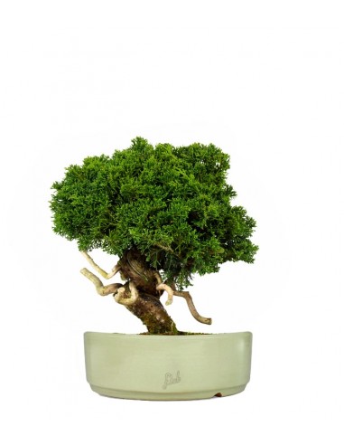 Juniperus chinensis Itoigawa