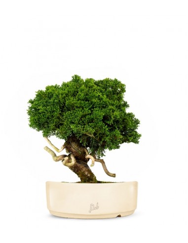 Juniperus chinensis Itoigawa