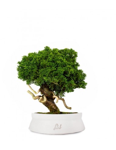 Juniperus chinensis Itoigawa
