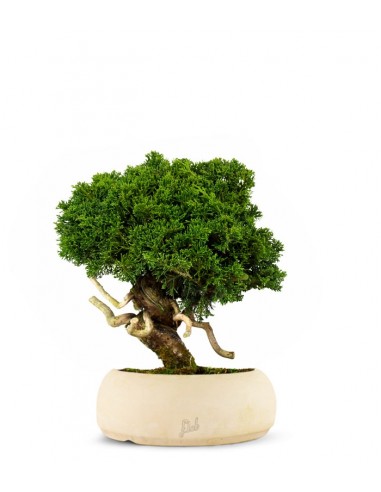 Juniperus chinensis Itoigawa