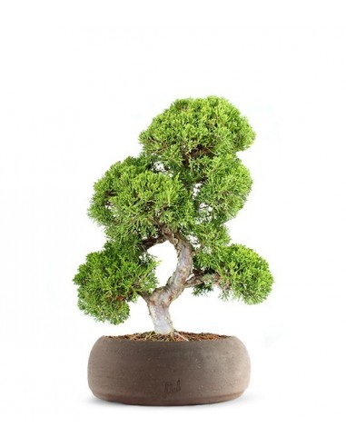 Juniperus chinensis Itoigawa L