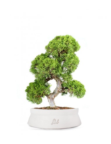 Juniperus chinensis Itoigawa L