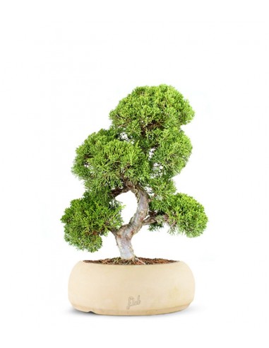 Juniperus chinensis Itoigawa L