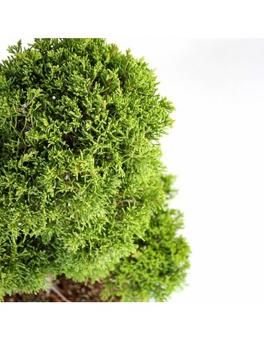 Juniperus chinensis Itoigawa L