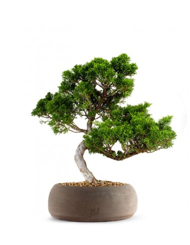 Juniperus chinensis Itoigawa M
