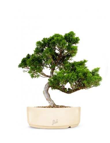 Juniperus chinensis Itoigawa M