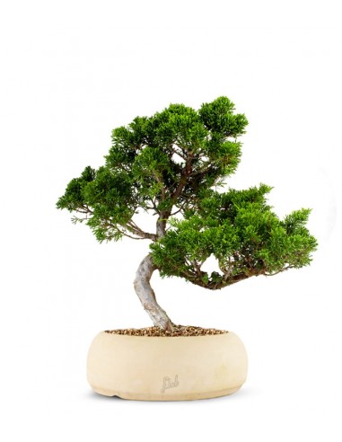 Juniperus chinensis Itoigawa M