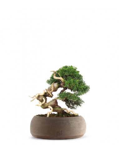 Juniperus Giapponese