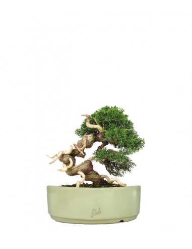 Juniperus Giapponese