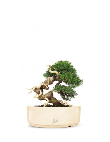 Juniperus Giapponese