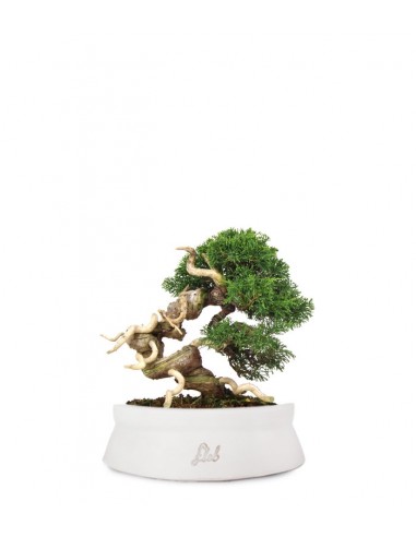 Juniperus Giapponese