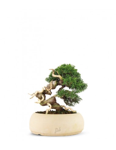 Juniperus Giapponese