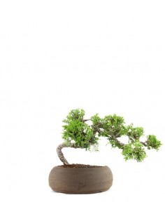 Juniperus Itoigawa semi...
