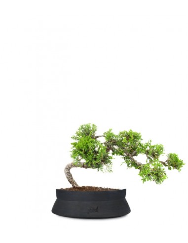 Juniperus Itoigawa semi cascata
