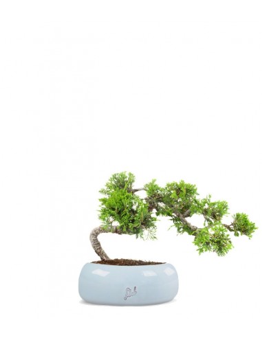 Juniperus Itoigawa semi cascata