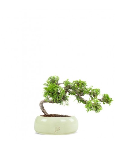 Juniperus Itoigawa semi cascata