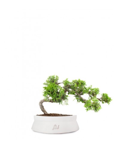 Juniperus Itoigawa semi cascata